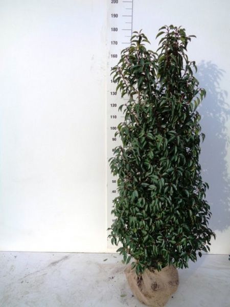 Prunus Lusitanica Angustifolia_150-175diam75cm
