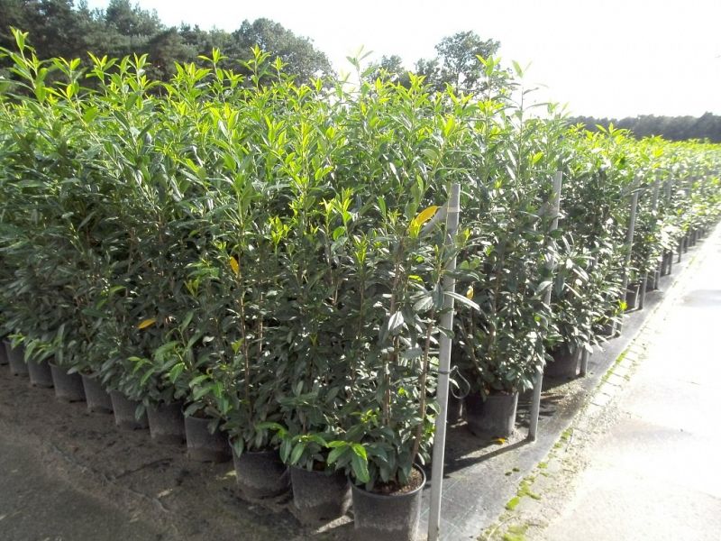 Prunus laurocerasus 'Rotundifolia'_150175cont