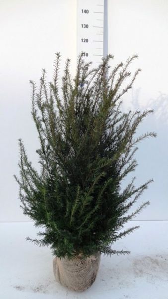 Taxus Baccata 80-100 KL[1]