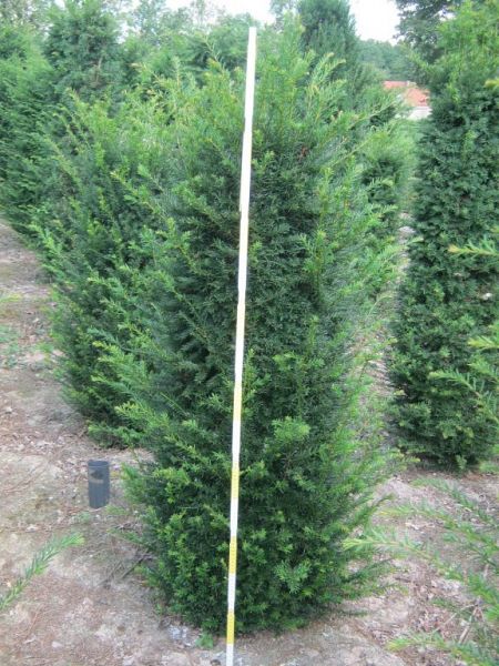 Taxus baccata_125150extra