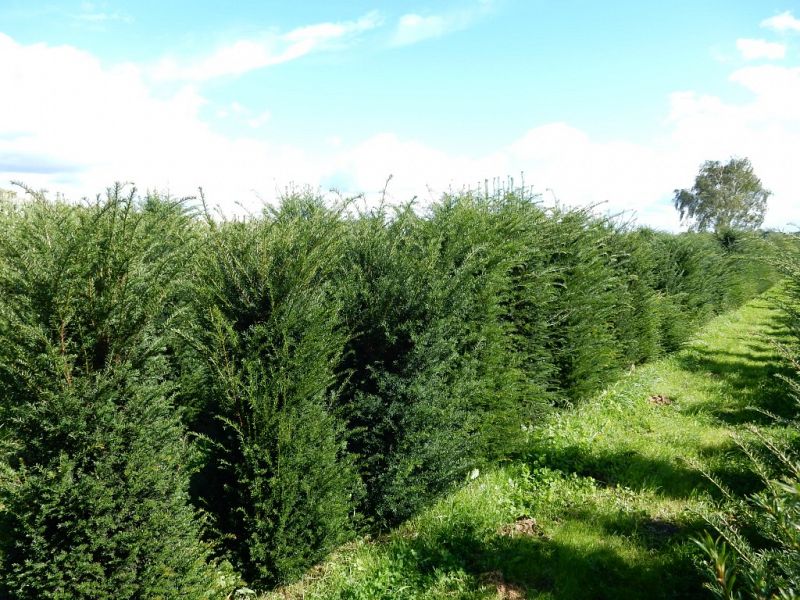 Taxus baccata veld_150175extra