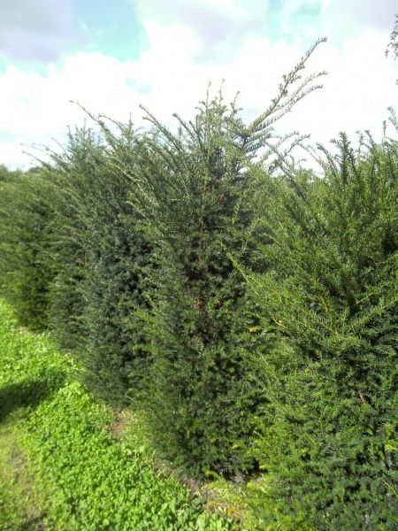 Taxus baccata_150175extra