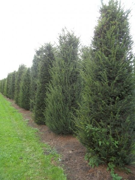 Taxus baccata_250300
