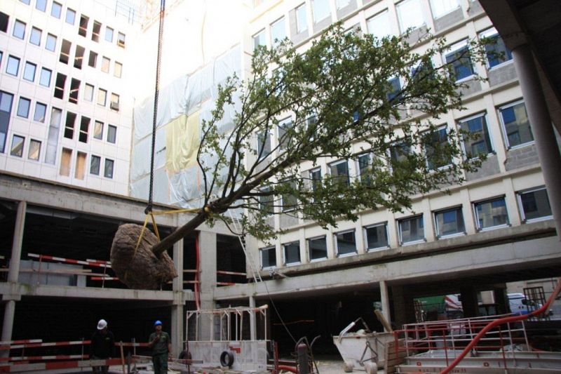 Magnolia kobus Wetstraat Brussel