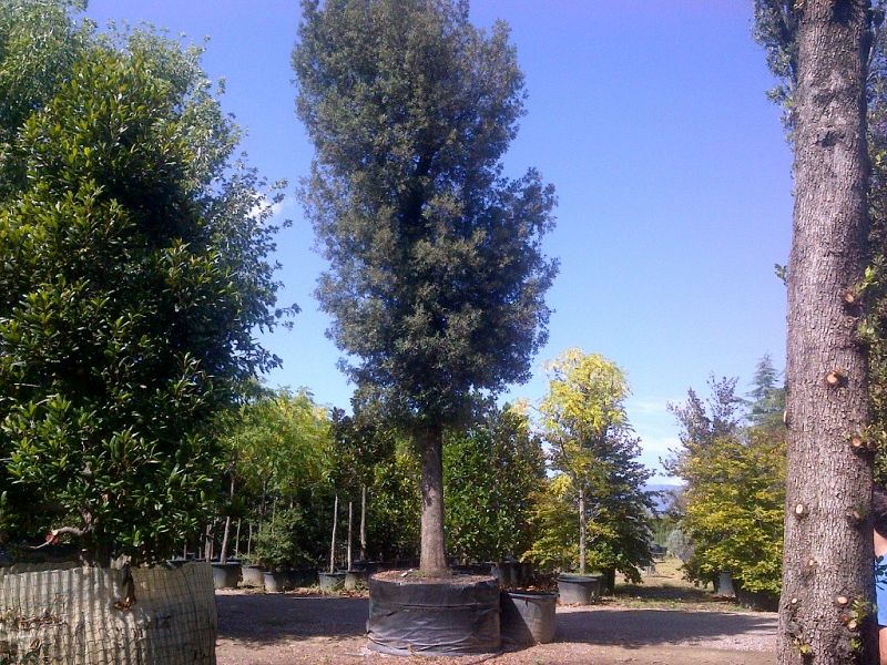 Quercus ilex_11