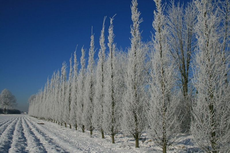 Carpinus betulus Fastigiata_ 700-900