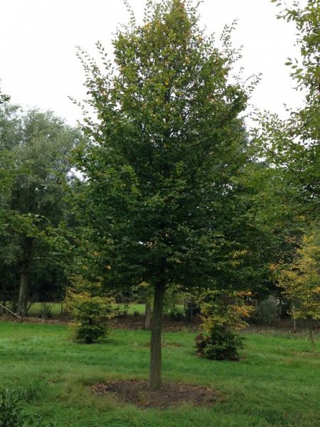 Carpinus betulus_5060ho