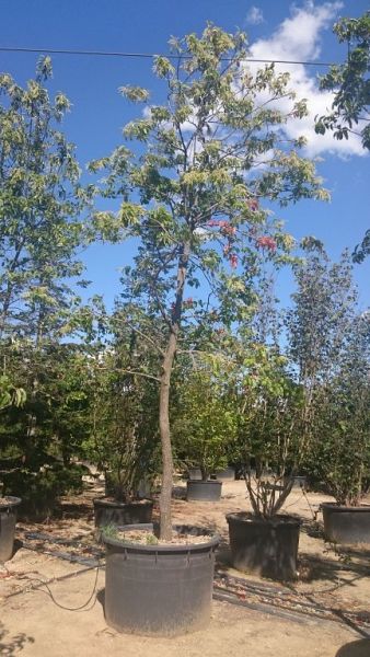 Oxydendron arboreum