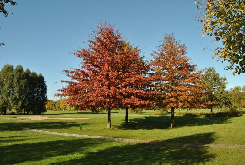 Quercus palustris_solitaire specimen