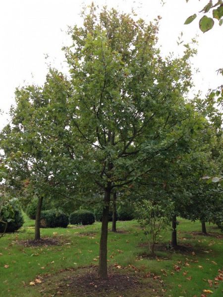 Quercus specimen in soorten