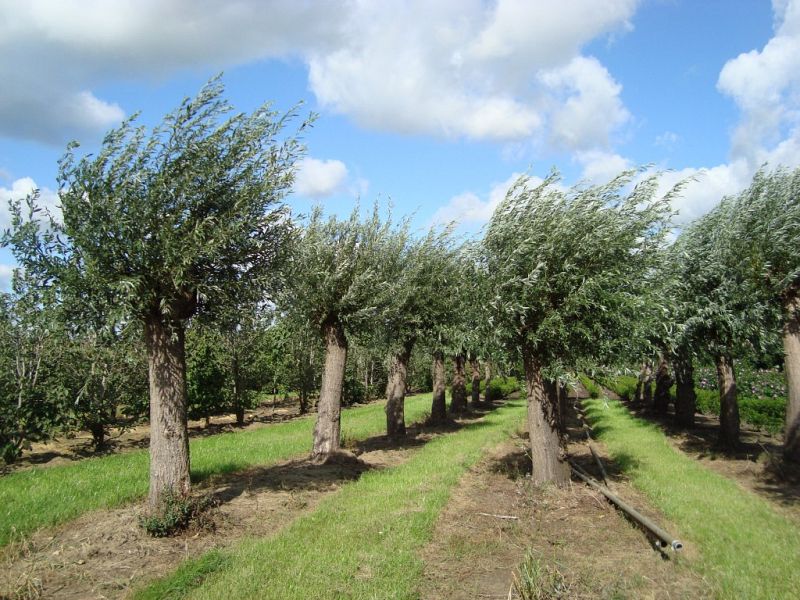 Salix alba_90100