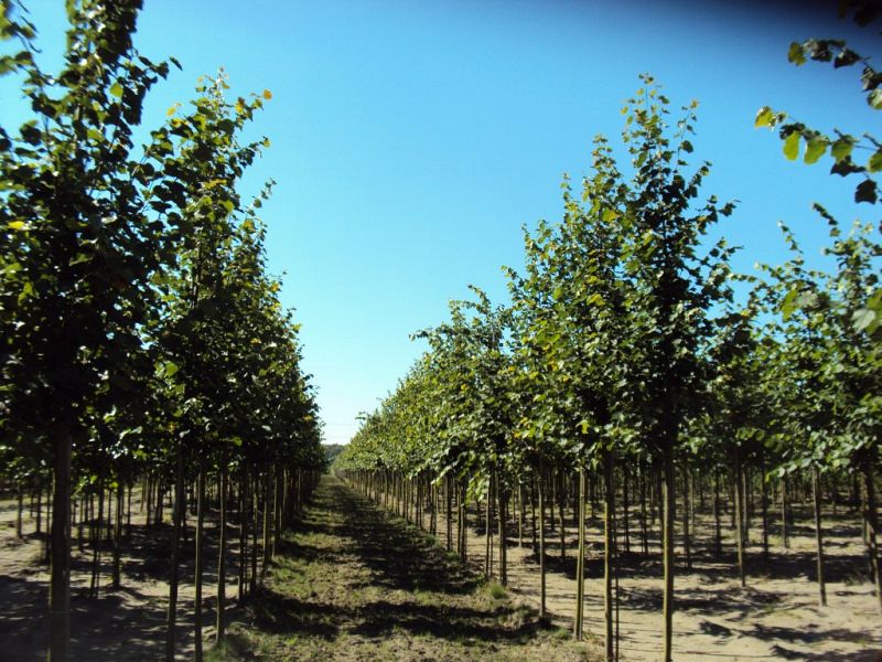 Tilia cordata Greenspire_1416ho