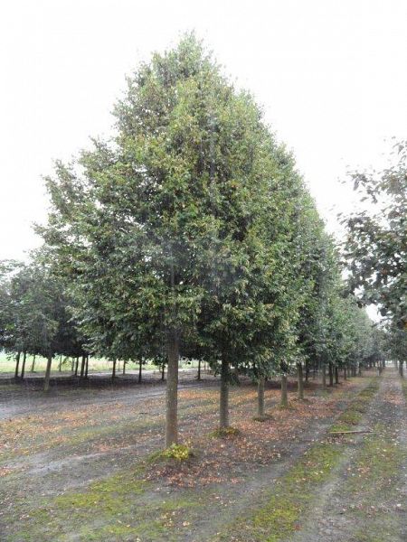 Tilia cordata_3540ho