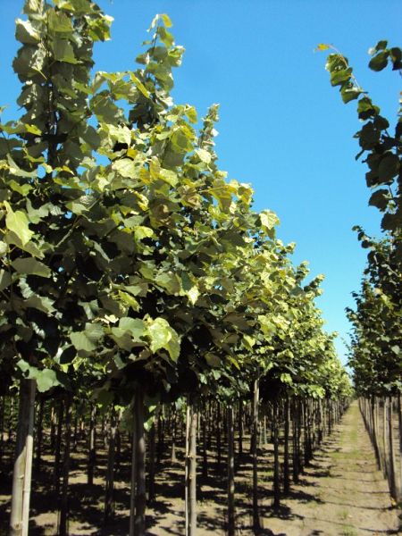 Tilia tomentosa Brabant_1012ho