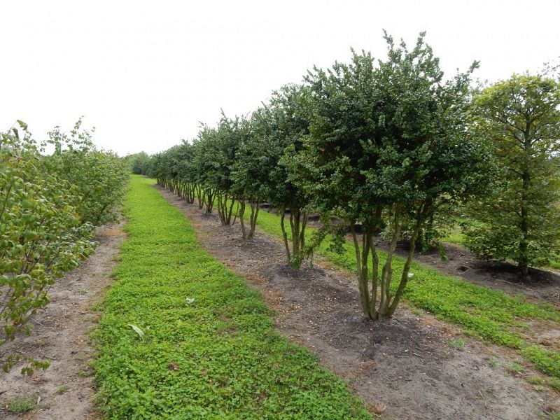 Buxus sempervirens Rotundifolia_200plus