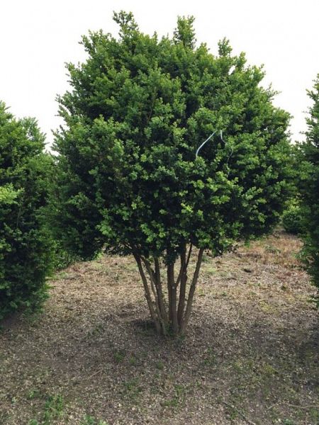 Buxus sempervirens meerstam (1)