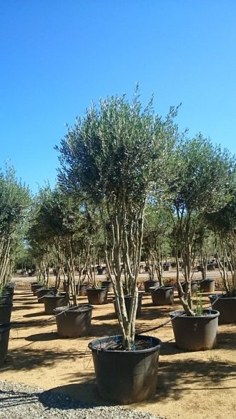 Olea europaea_umbrella