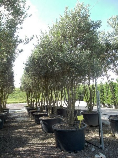 Olea europaea_umbrellaextra