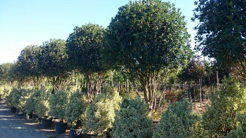 Osmanthus fortunei umbrella 2