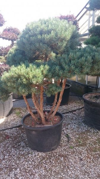 Pinus sylvestris watereri