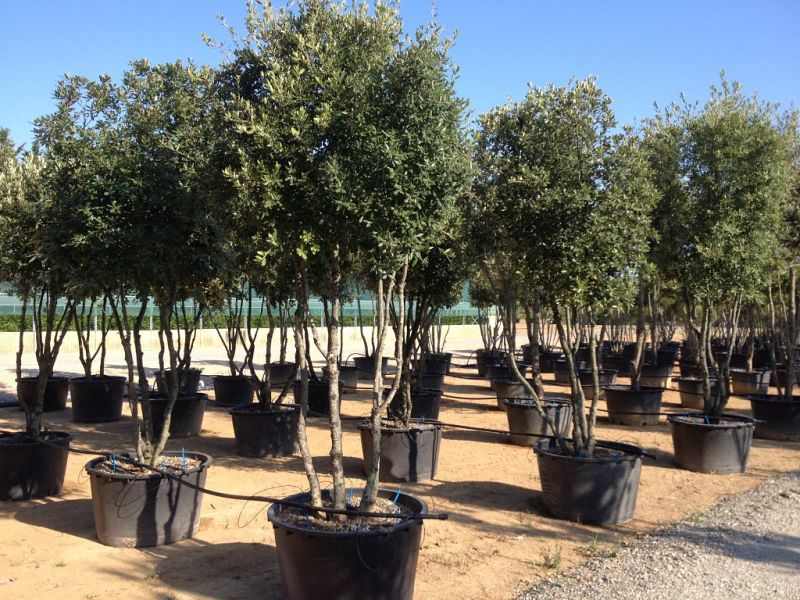 Quercus ilex_250300multistem