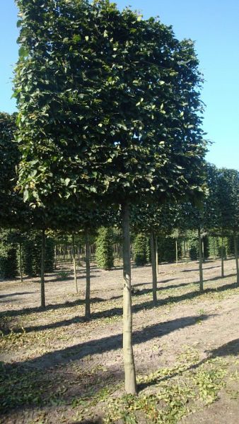 Carpinus betulus Schermvorm groot 30-35