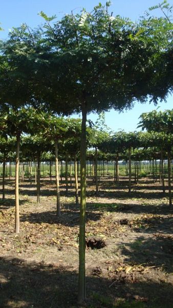 Gleditsia triacanthos 'Inermis' Dakvorm