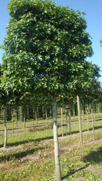 Liquidambar styraciflua 'Worplesdon'  Leivorm 5-etage's 25-30