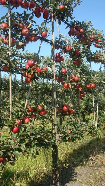 Malus domestica 'Elstar' Lage Leivorm