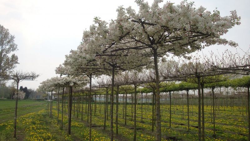 Malus evereste Dakvorm voorjaar