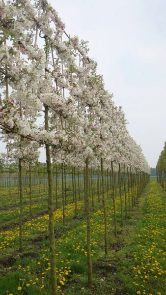 Malus evereste Leivorm voorjaar