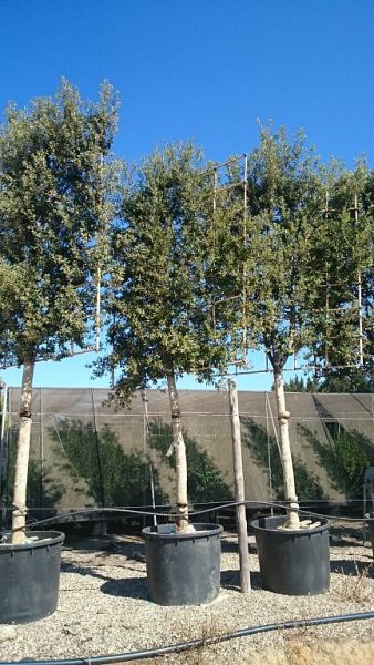 Quercus ilex_pleached253035