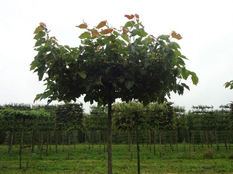 Tilia henryana tabletop 20-25 (3)