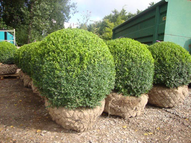 Buxus sempervirens _BOL120