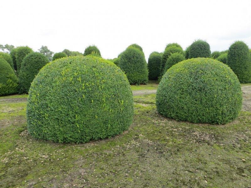 Buxus sempervirens_BOL200