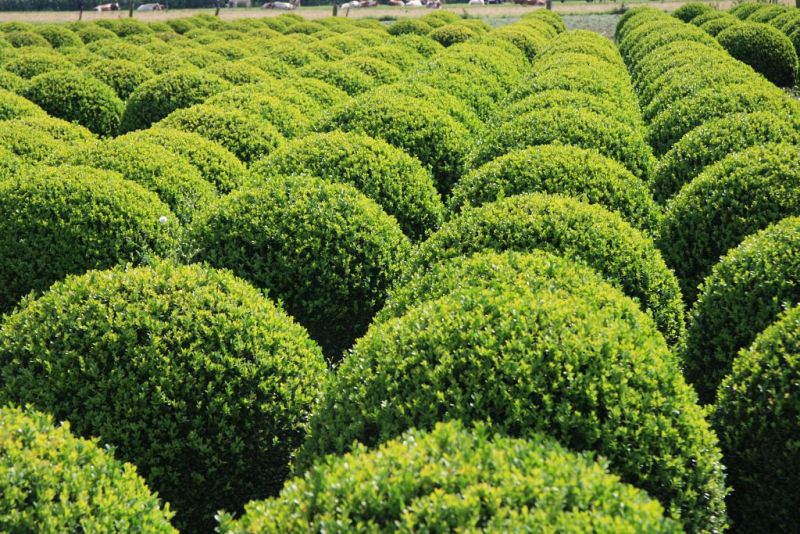 Buxus sempervirens_BOL8090