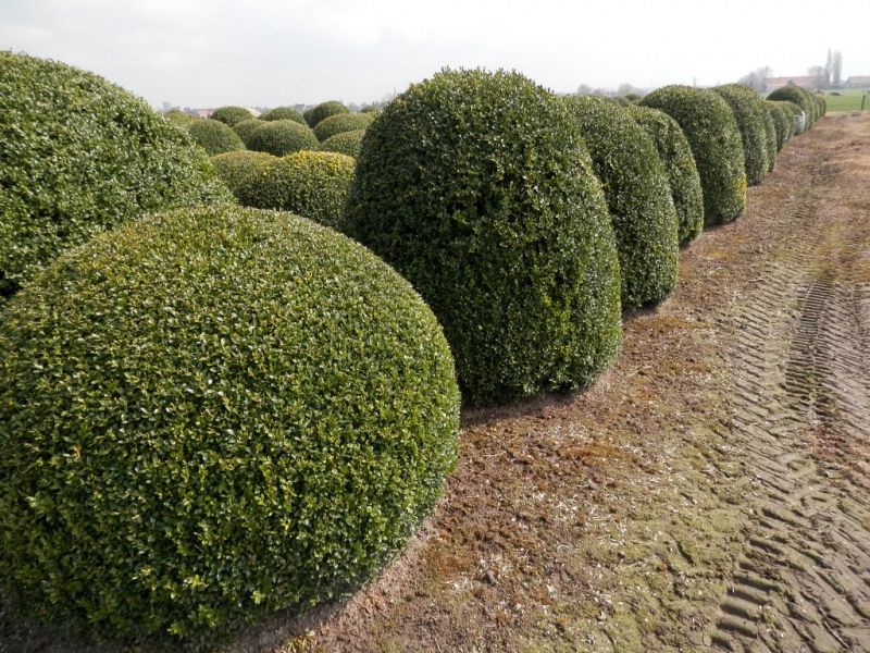 Buxus sempervirens_beehive