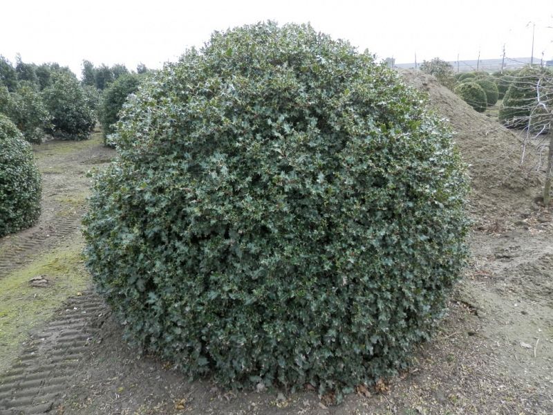 Ilex aquifolium_BOL160180