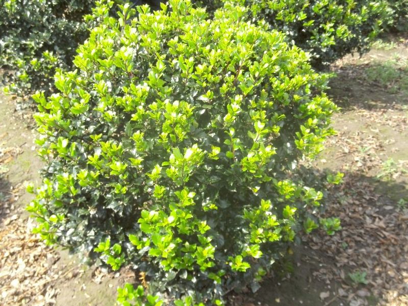 Ilex meservaea Blue Maid_BOL80