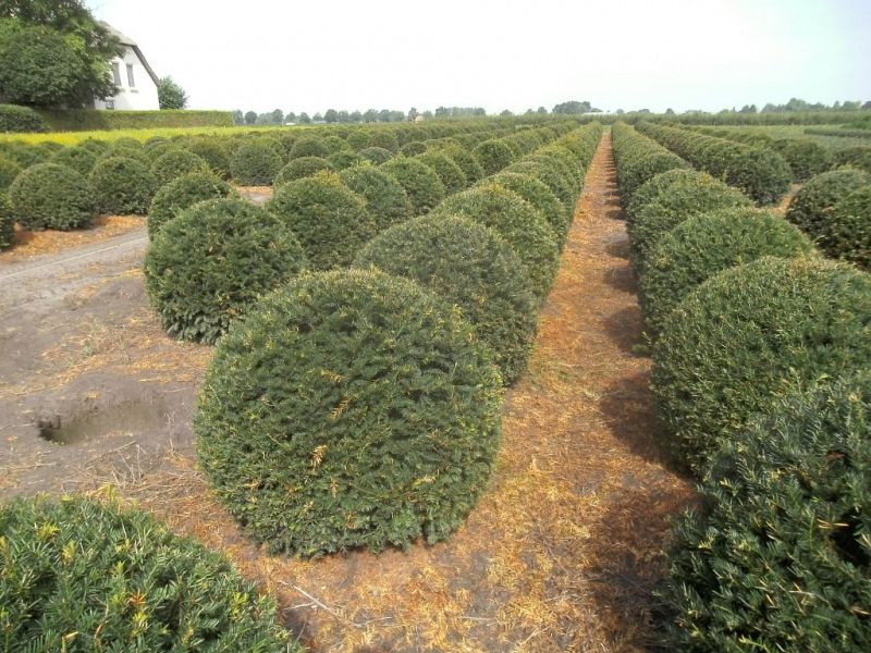 Taxus baccata_BOL8090