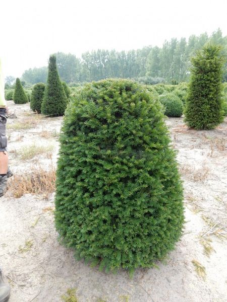 Taxus baccata_beehive