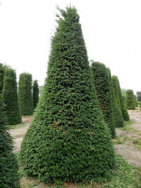 Taxus baccata_cone250