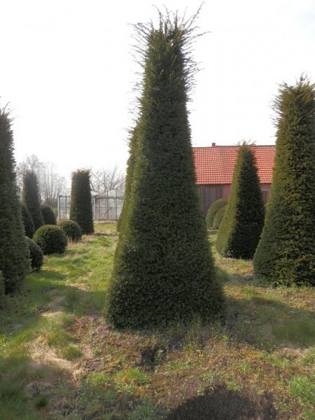 Taxus baccata_pyramide