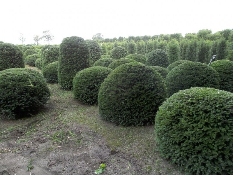 Taxus baccata_varia