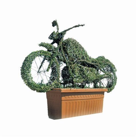 Ligustrum delavayanum_motorfiets