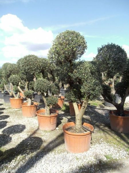 Olea europaea forma Toscana