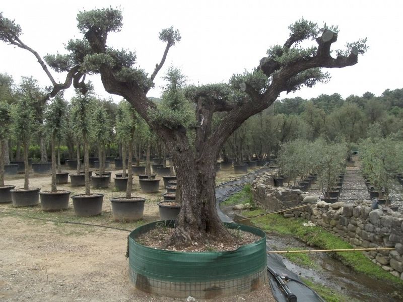 Olea europaea stronk