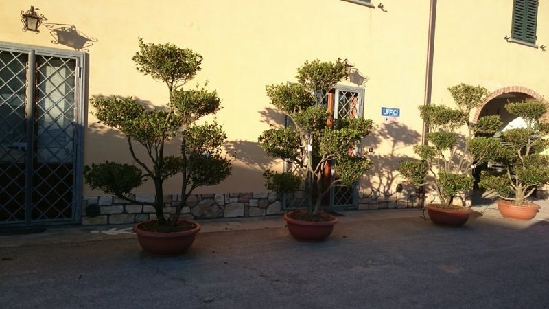 Osmanthus fortunei bonsai