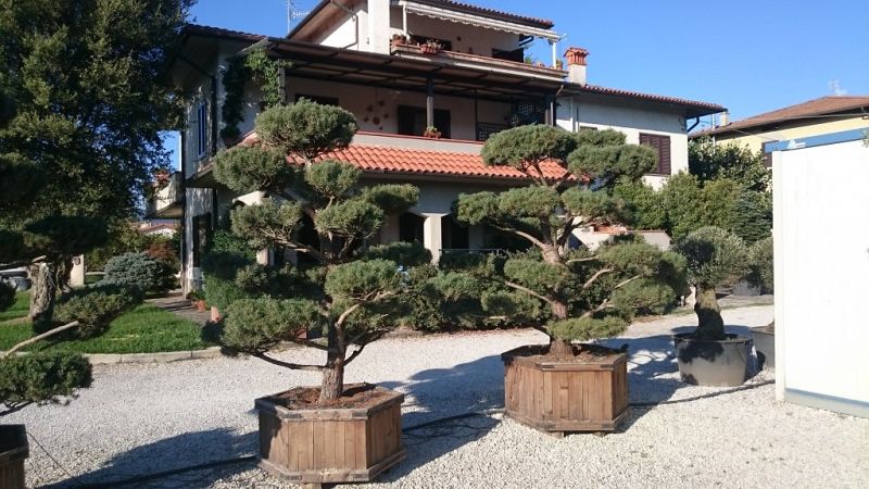Pinus bonsai 1