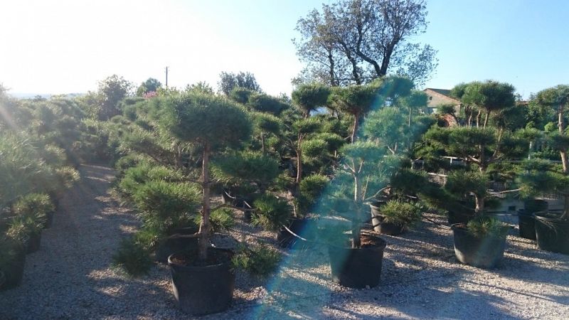 Pinus bonsai 2